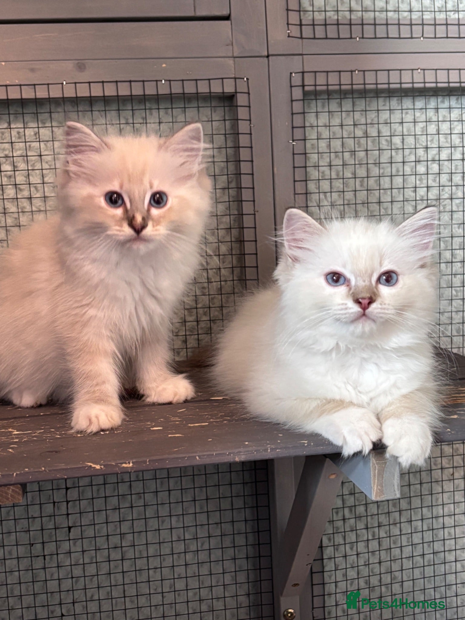Ragdoll cats (Upd pics) GCCF registered kittens - Advert 1