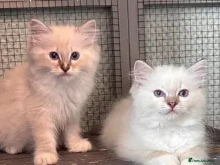 Ragdoll cats (Upd pics) GCCF registered kittens - Advert 1