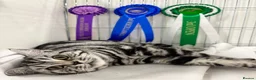 British Shorthair cats for sale: 💙 RETIRED PEDIGREE CHUNKY SILVER TABBY BSH BOY 💙 - Advert 12