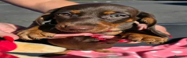 Dachshund 5