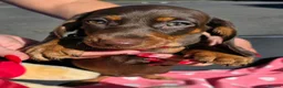 Dachshund dogs for sale: Medium sized' short legged Dachshund puppies - Advert 15