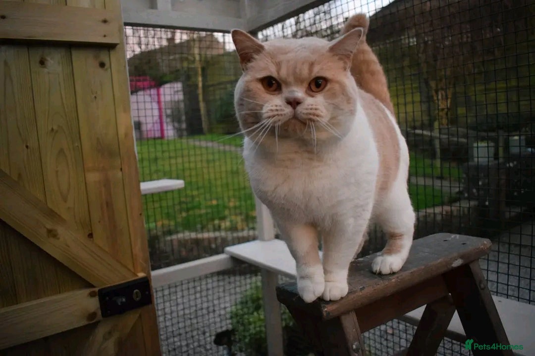 British Shorthair cats for stud: CHAMPION KAROWBIST FLOYDER  in Ruardean - Advert 9