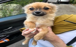 Pomchi dogs for sale: Beautiful tiny puppy  - Image 3
