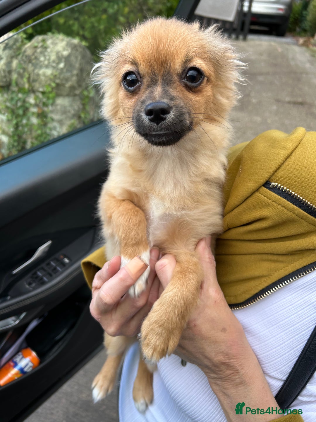 Pomchi dogs for sale: Beautiful tiny puppy  - Image 3