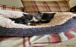 Mixed Breed cats for sale: 2 Beautiful b+w kittens Ready Now ( 2 left) - Image 2