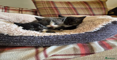Mixed Breed cats - Advert 8
