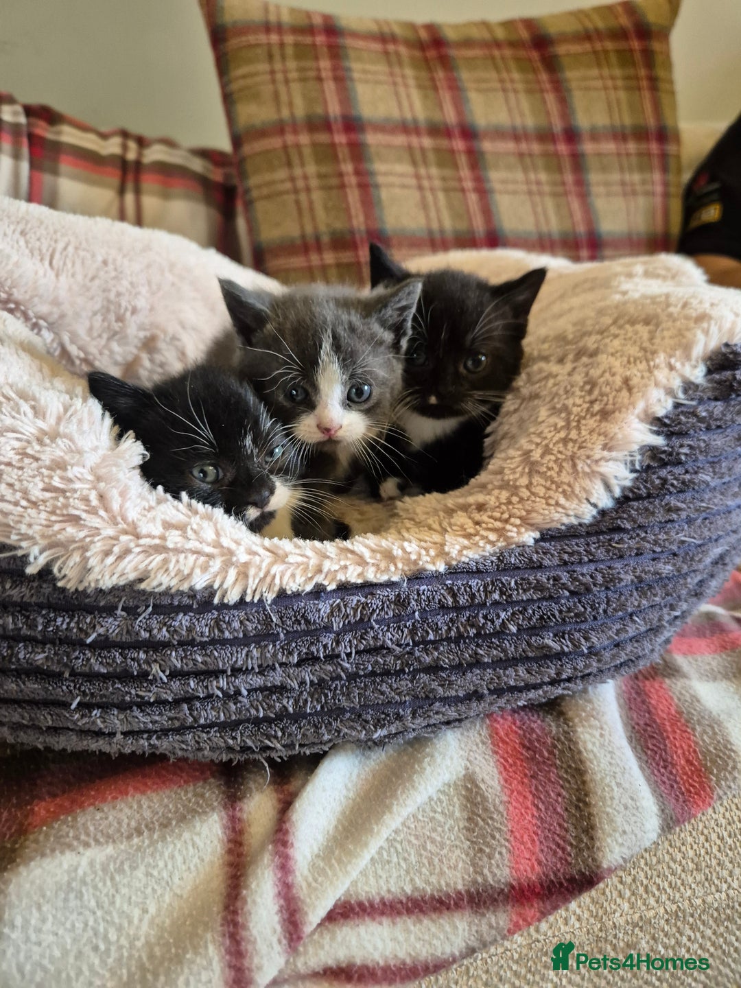 Mixed Breed cats for sale: 2 Beautiful b+w kittens Ready Now ( 2 left) - Image 2