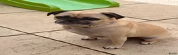 Frug dogs for sale: Loving frug  - Advert 4