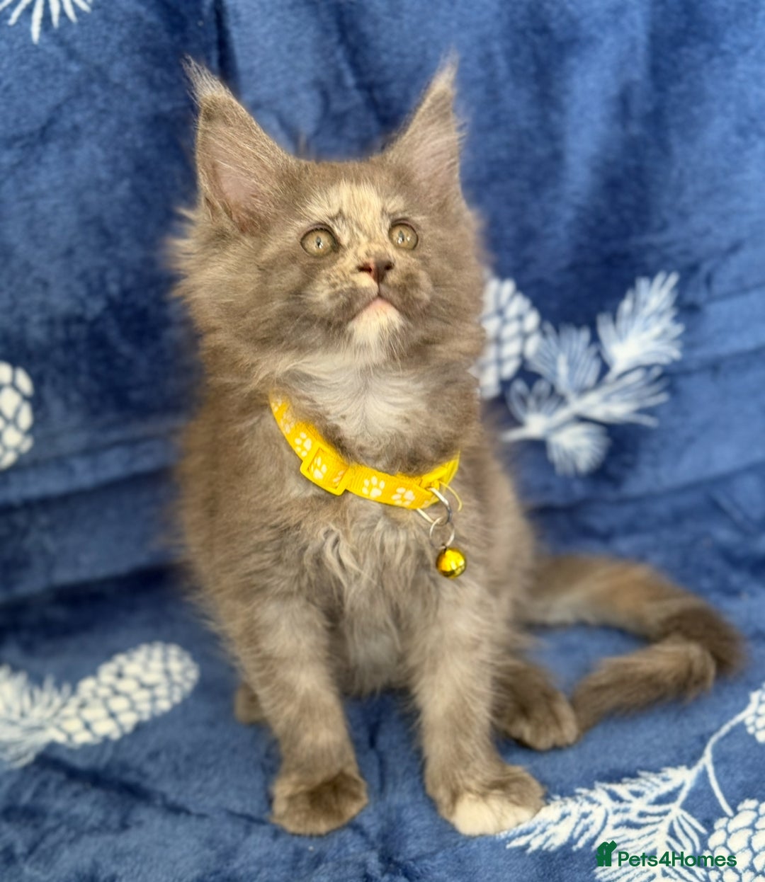 Maine Coon cats for sale: Pedigree MainCoon Kittens  - Image 26