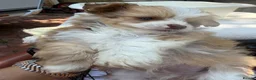 Chihuahua dogs for sale: Chihuahua puppies - Advert 6