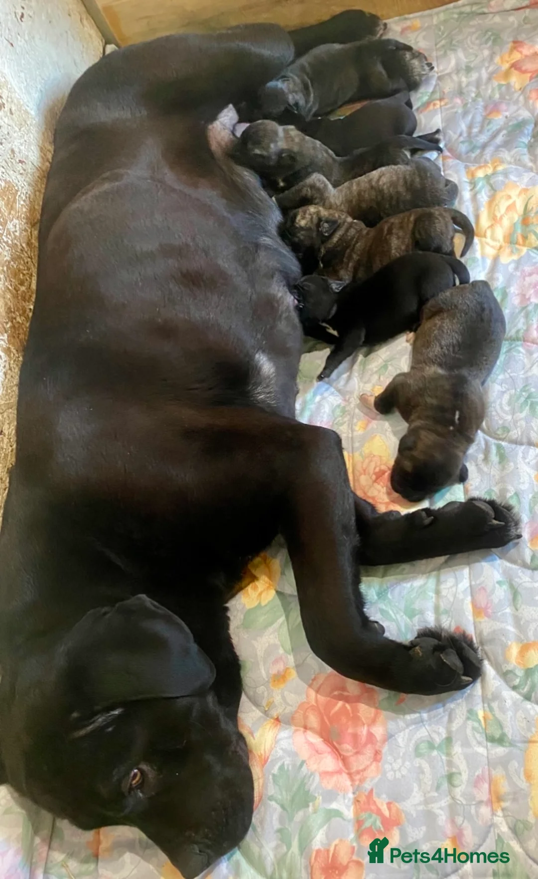 Mixed Breed dogs for sale: Stunning big Health strong puppies  in Leicester - Advert 2