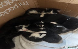 Mixed Breed cats for sale: 5 gorgeous fluffy tuxedo kittens - Image 8