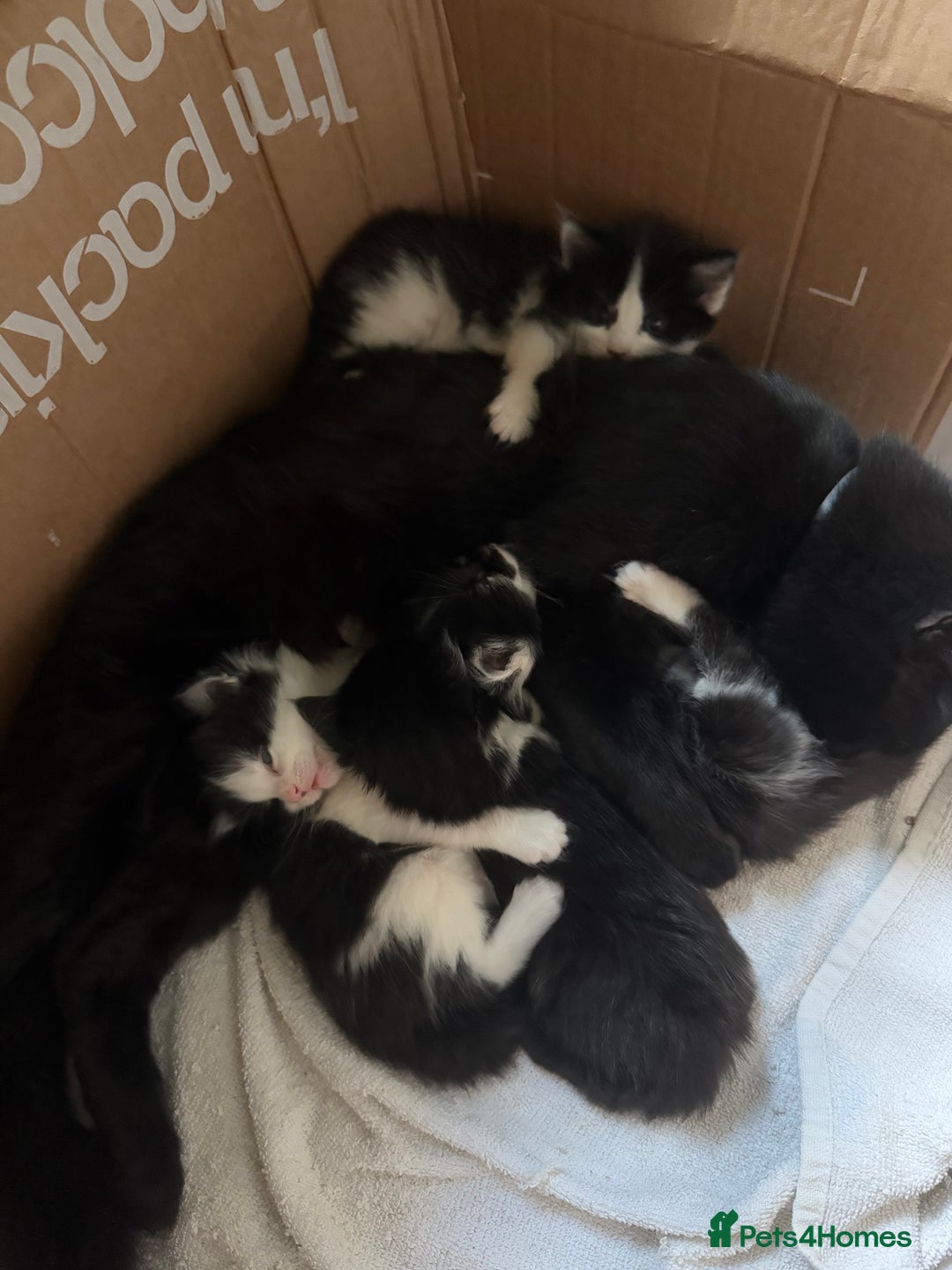 Mixed Breed cats for sale: 5 gorgeous fluffy tuxedo kittens - Image 8