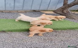 Golden Retriever dogs for sale: Adorable golden retriever puppy for sale. - Image 3