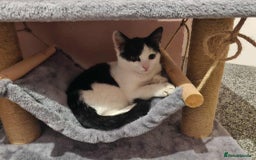 Mixed Breed cats for sale: £15 Female kitten  - Image 4