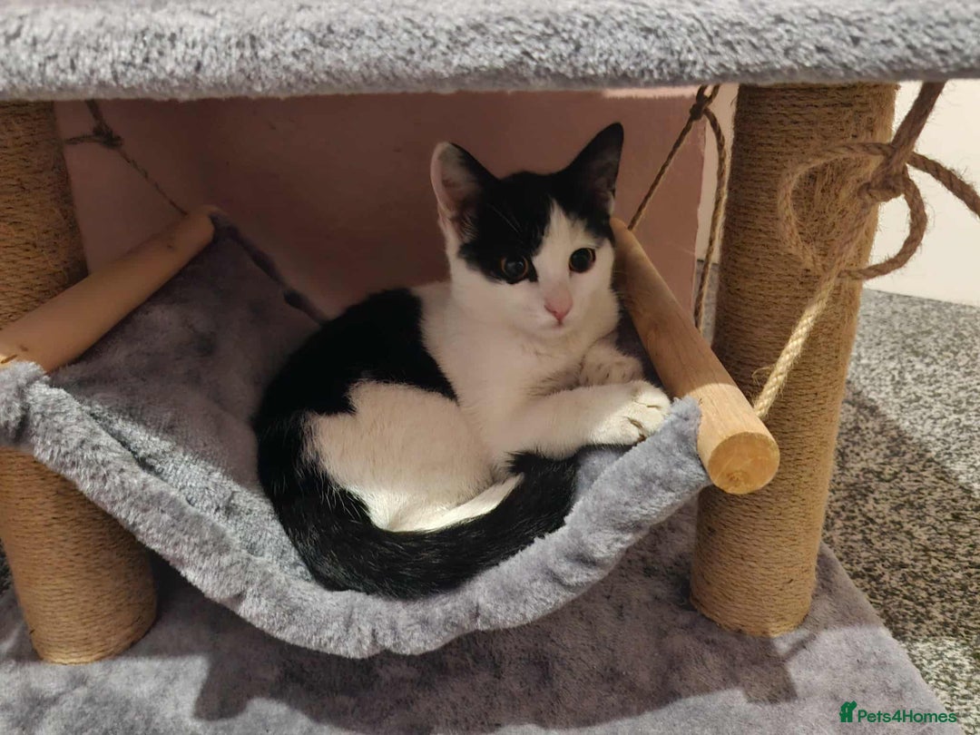 Mixed Breed cats for sale: £15 Female kitten  - Image 4