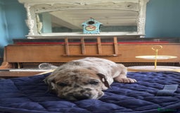 Great Dane dogs for sale: Harlequin pups  - Image 9