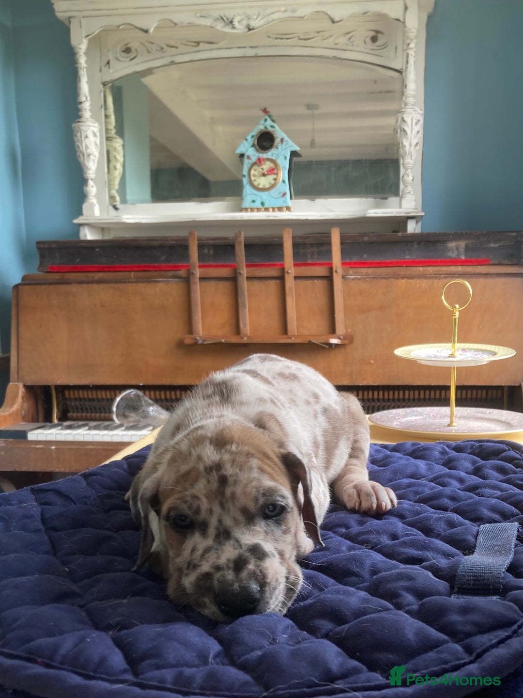 Great Dane dogs for sale: Harlequin pups  - Image 9