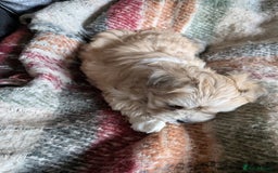 Mixed Breed dogs for sale: Lhasa Apso puppies in Kent - Image 10
