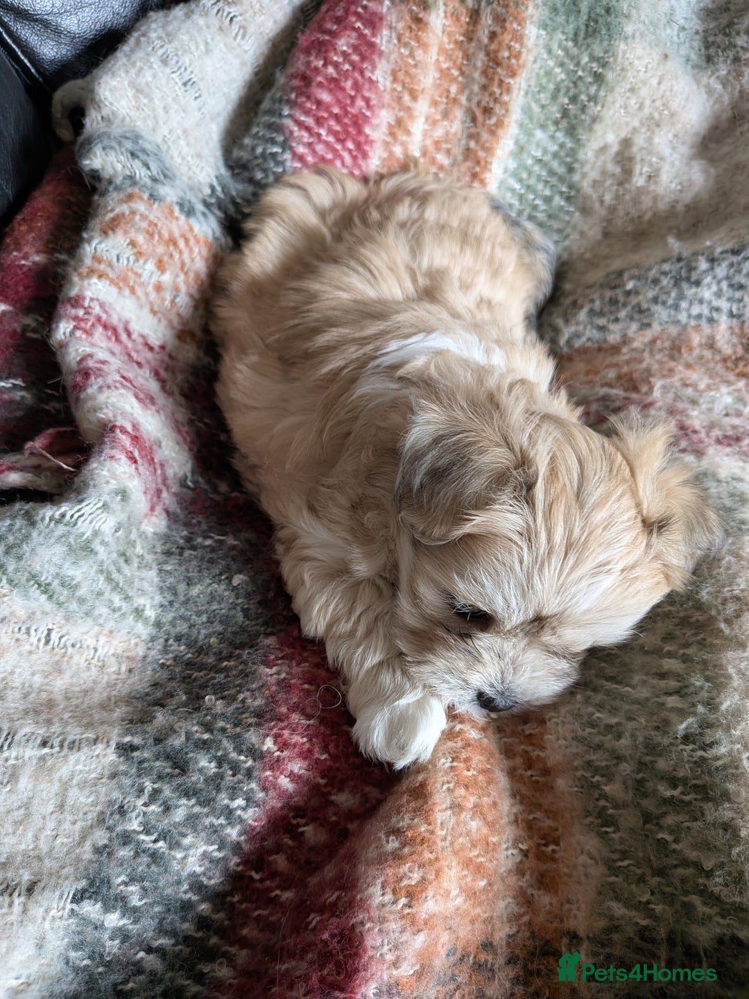 Mixed Breed dogs for sale: Lhasa Apso puppies in Kent - Image 10