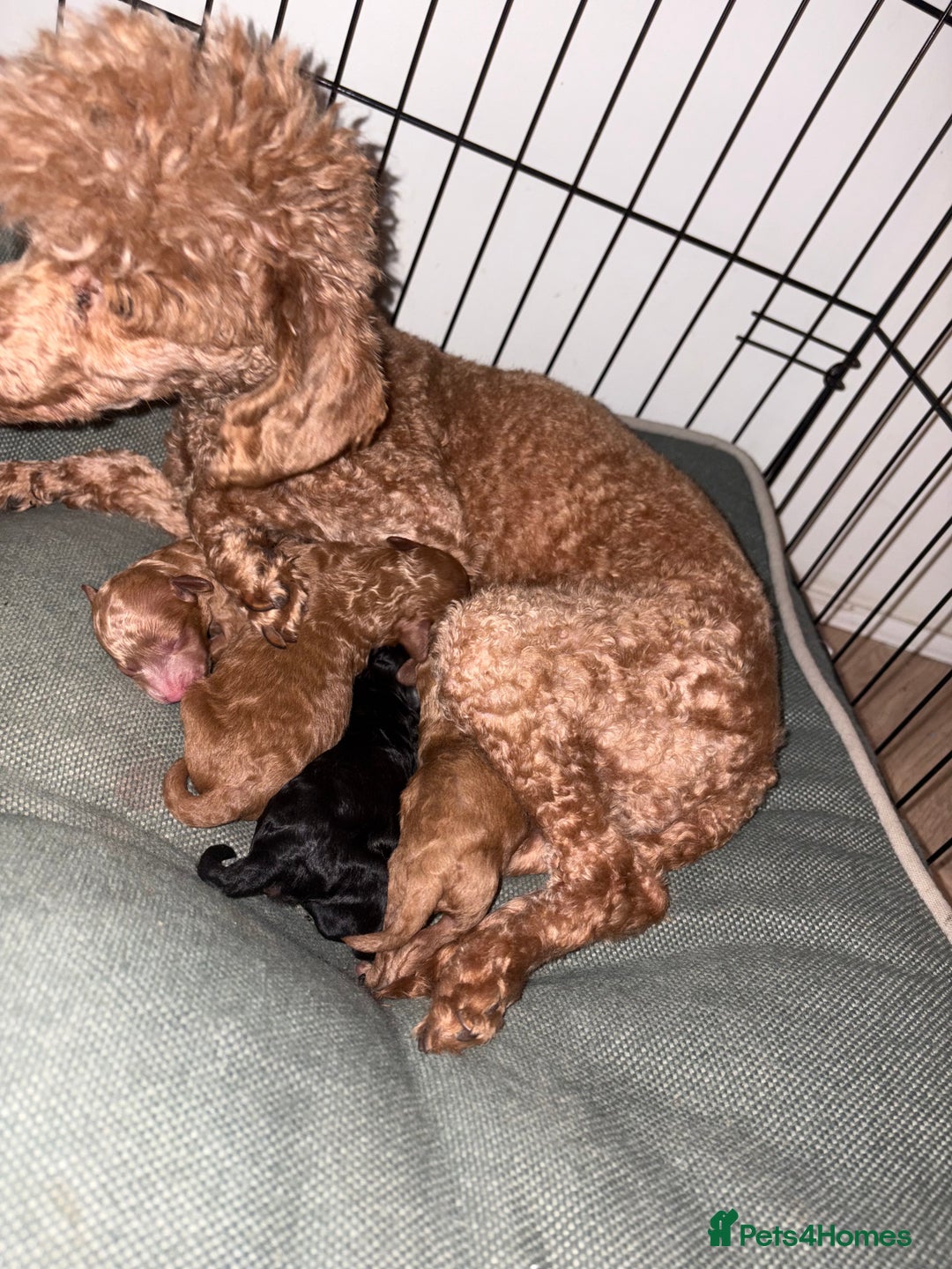 Toy Poodle dogs for sale: Beautiful solid colour toy poodle puppies - Advert 3