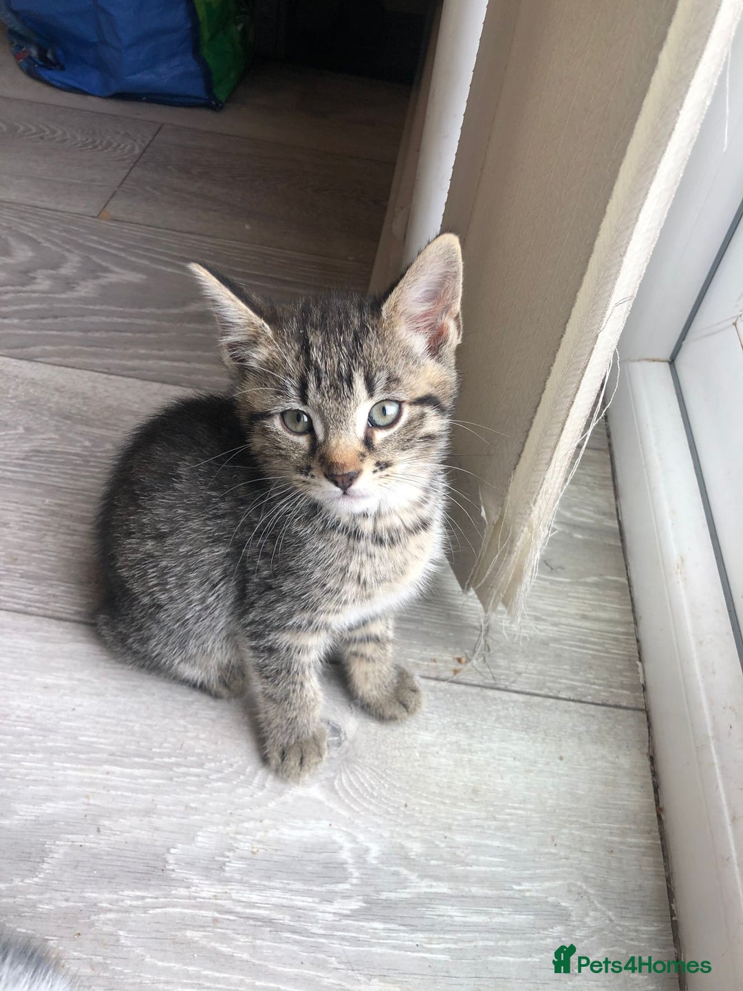 Mixed Breed cats for sale: Kittens for ready for new homes - Image 3