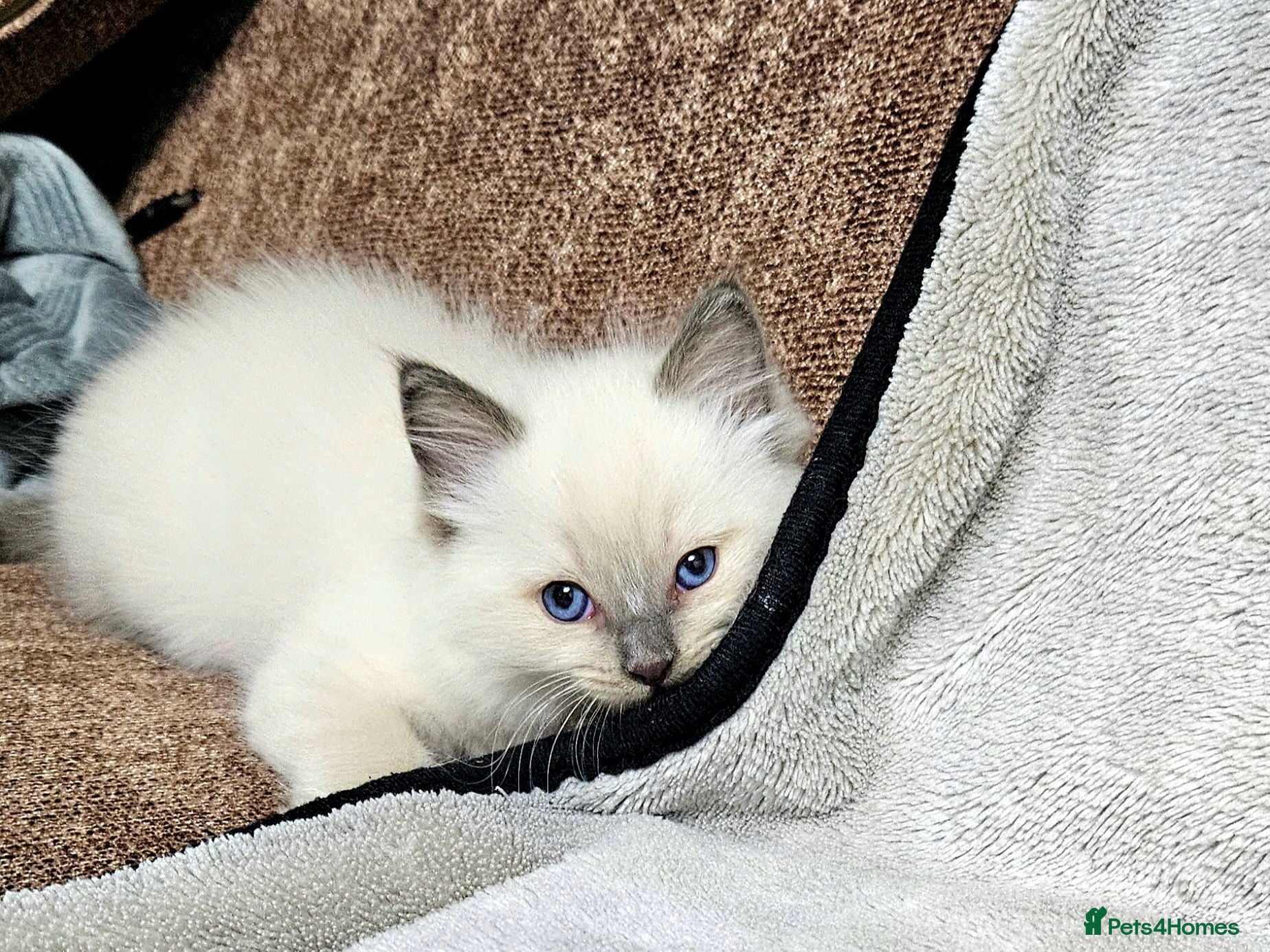 Ragdoll cats for sale: Stunning Ragdoll Kittens Available - Advert 1