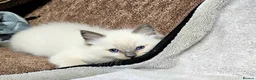 Ragdoll cats for sale: Stunning Ragdoll Kittens Available - Advert 1
