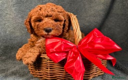 Cavapoo dogs for sale: F1B Cavapoo health tested boutique breeder - Image 3