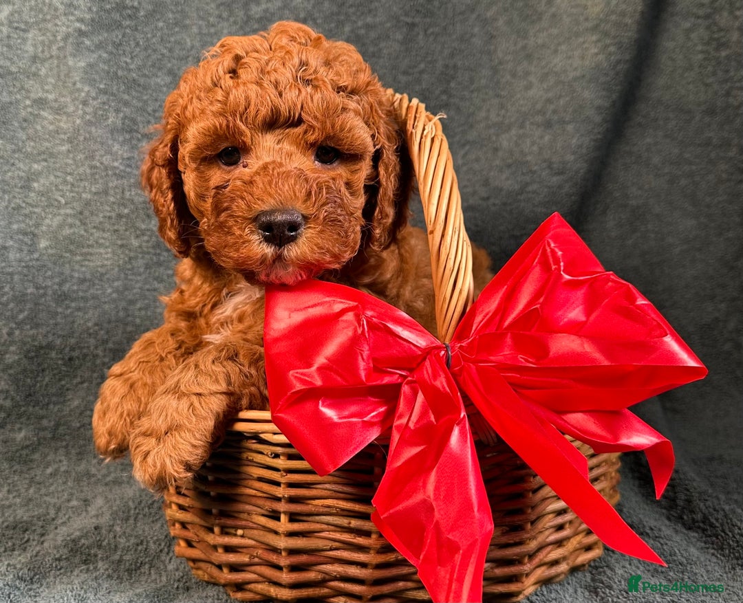 Cavapoo dogs for sale: F1B Cavapoo health tested boutique breeder - Image 3