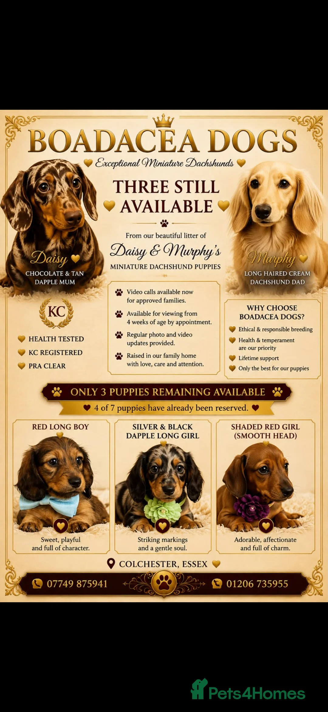 Dachshund dogs for sale: Miniature Dachshund quality Pups  - Advert 2