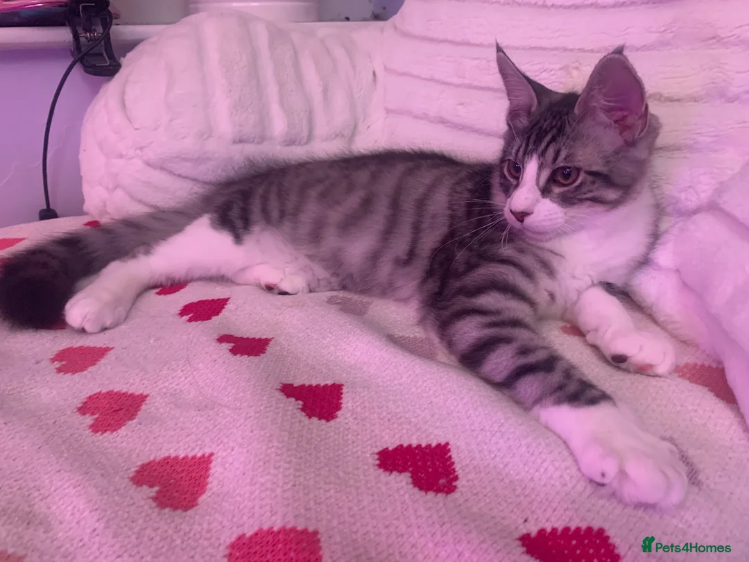 Maine Coon cats for sale: Maine coon mix male kitten  - Advert 2