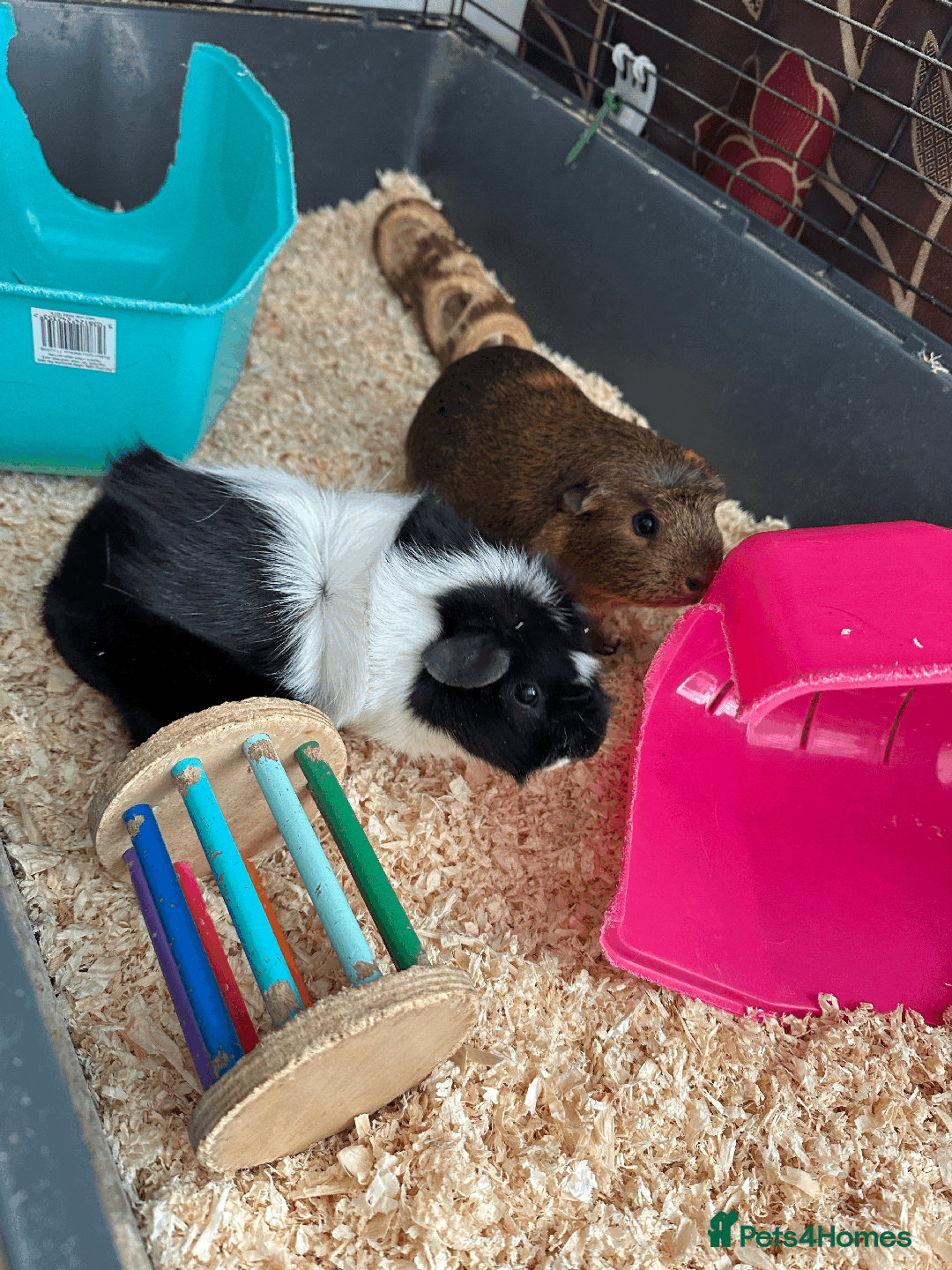 Guinea Pig rodents for sale: Female guinea pig pair (must stay together) - Advert 10