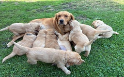 Golden Retriever dogs for sale: Beautiful litter of KC reg Golden Retriever pups  - Image 1