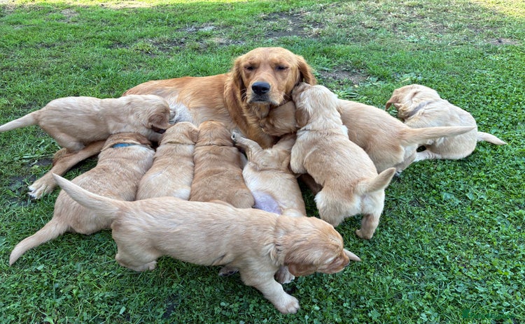 Golden Retriever dogs - Advert 4