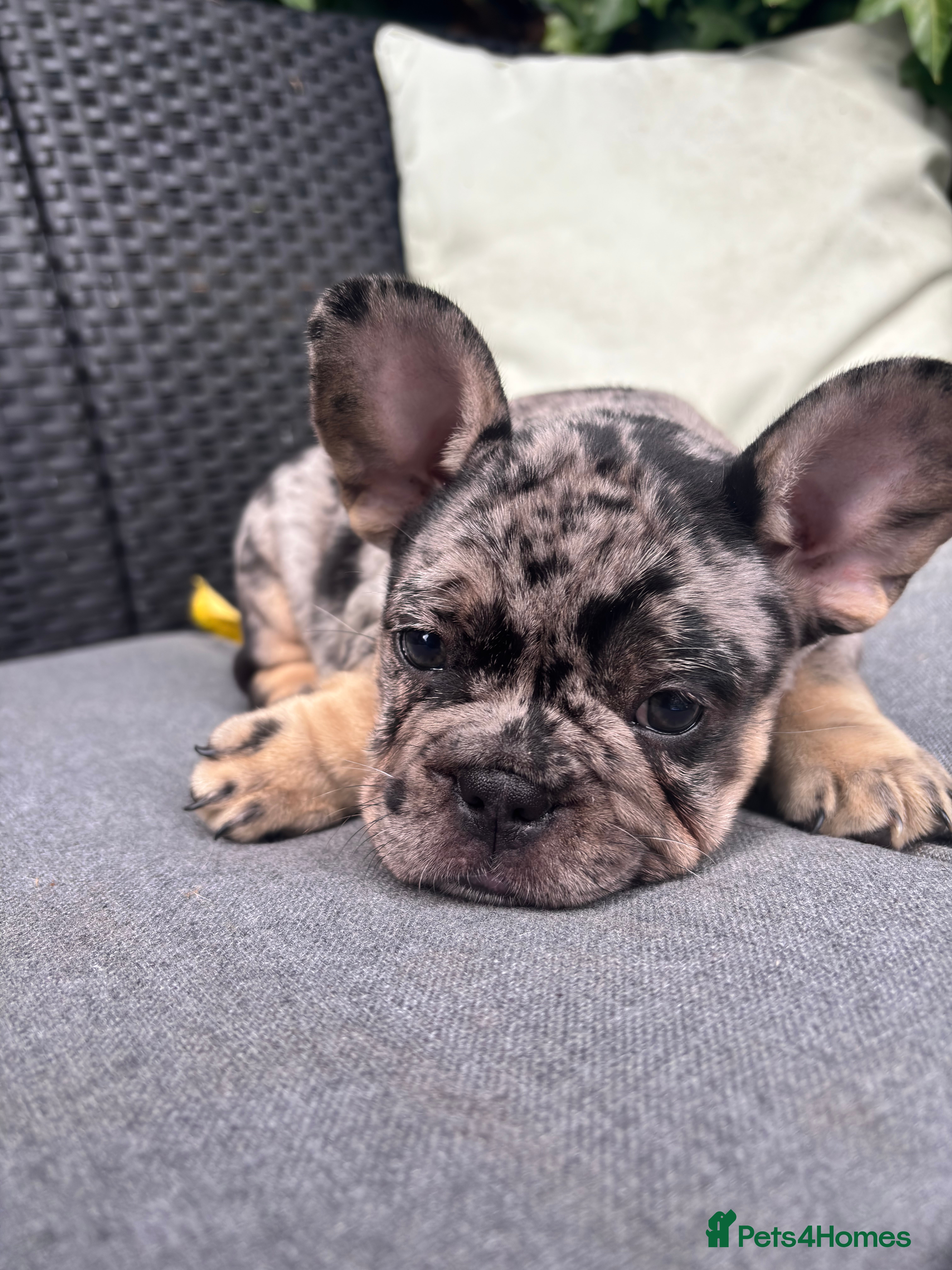 French Bulldog dogs **REDUCED**RAINBOW LITTER FRENCH BULLDOGS - Advert 2