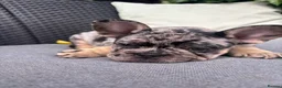 French Bulldog dogs for sale: **REDUCED**RAINBOW LITTER FRENCH BULLDOGS - Advert 2