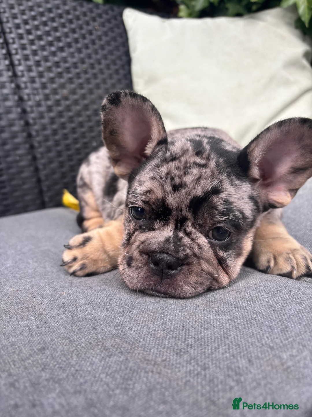 French Bulldog dogs for sale: **REDUCED**RAINBOW LITTER FRENCH BULLDOGS - Advert 2