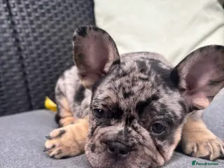 French Bulldog dogs **REDUCED**RAINBOW LITTER FRENCH BULLDOGS - Advert 2