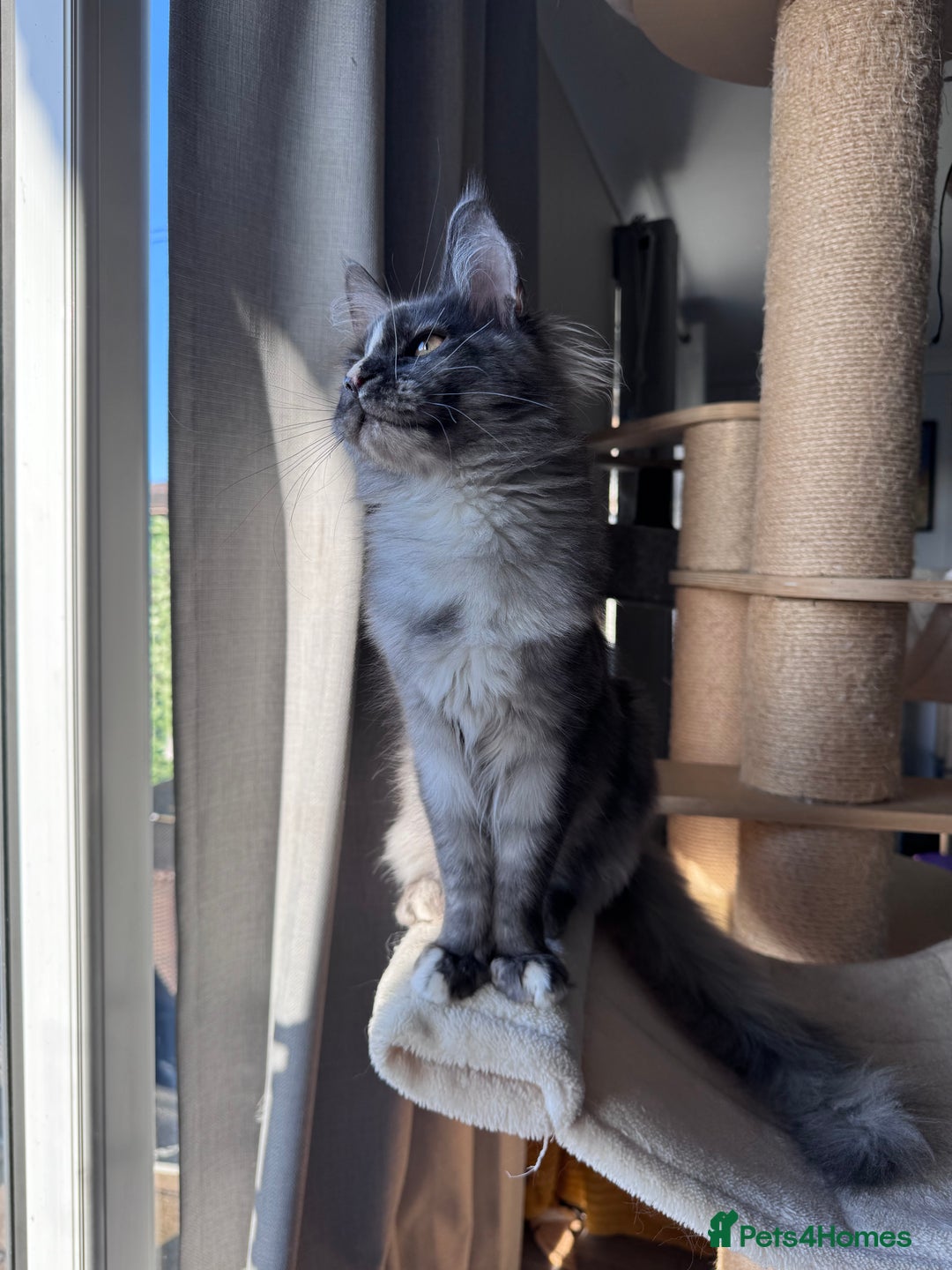 Maine Coon cats for sale: 🌟🌟 The last unique girl🩷 Maine Coon  🌟🌟 - Advert 5