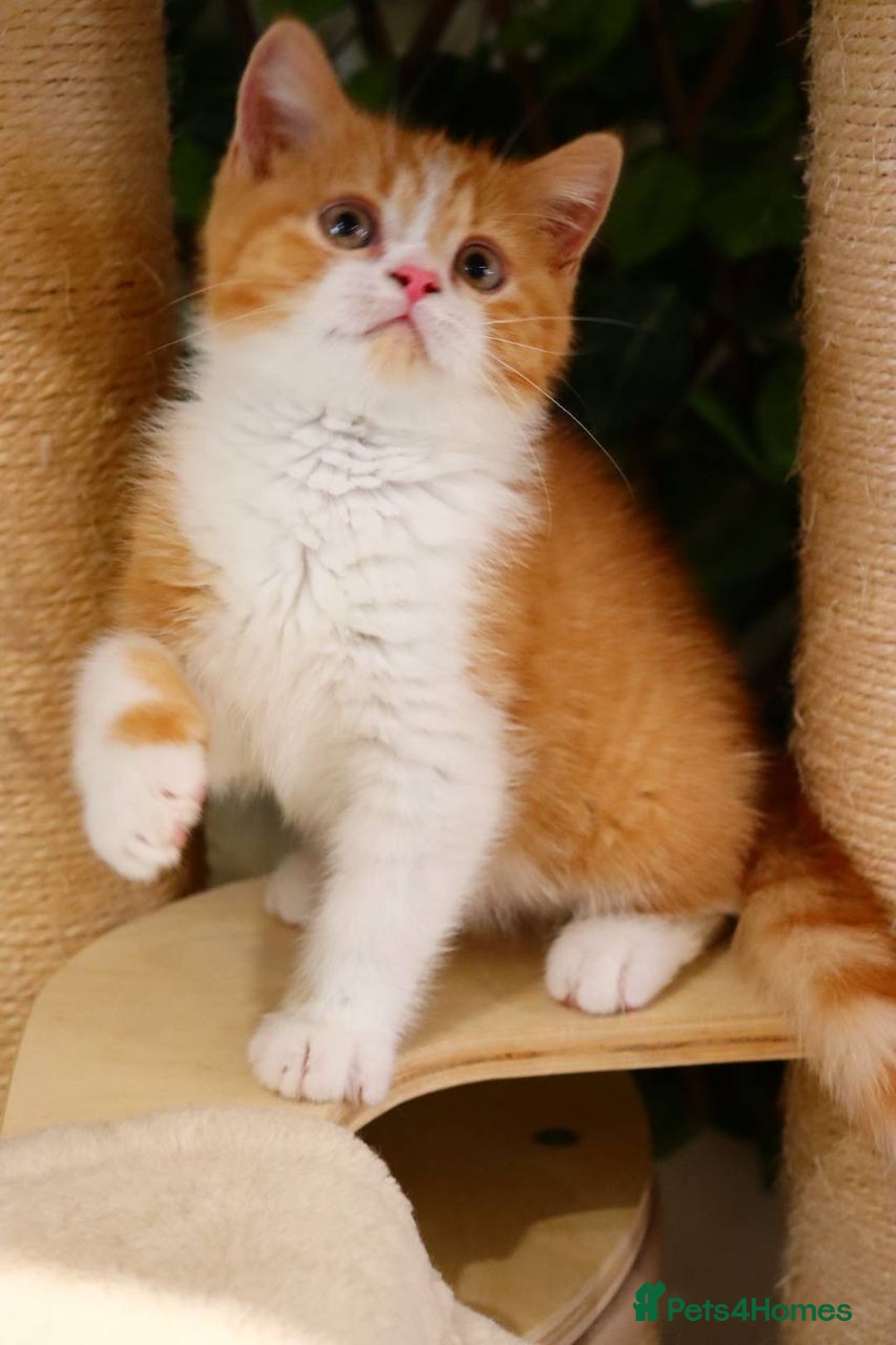 British Shorthair cats for sale: Ready CH Bloodlines BSH TICA registered kittens in Feltham - Image 1
