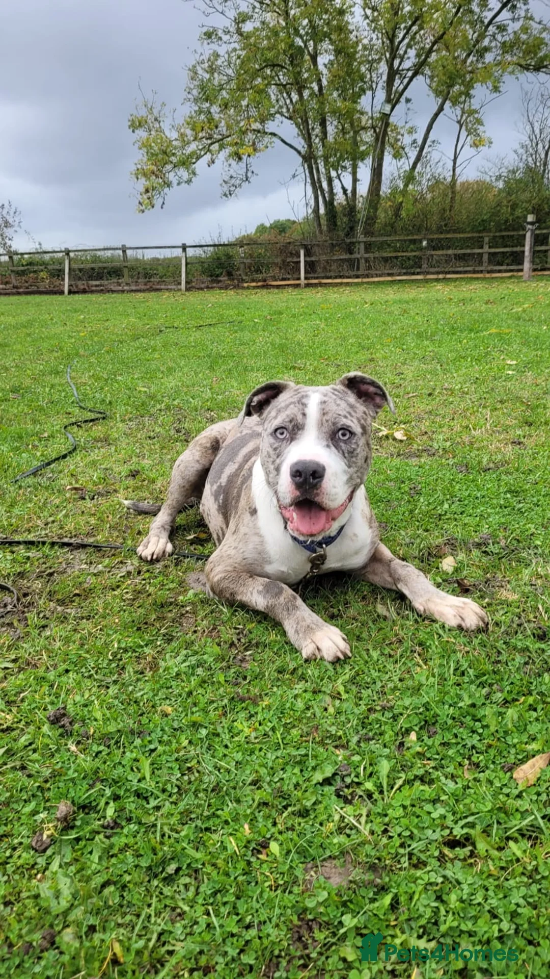 Mixed Breed dogs for sale: 3 year old bull breed mix  - Advert 4