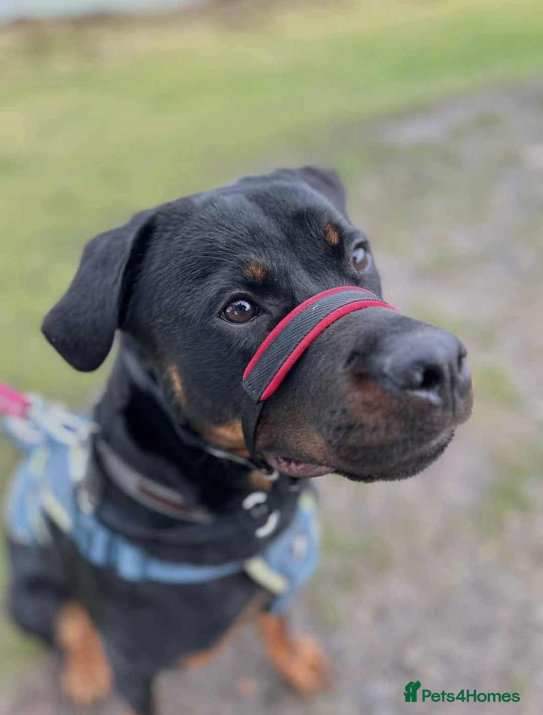 Mixed Breed dogs for adoption: Meet Nova, currently residing in Liverpool  - Advert 14