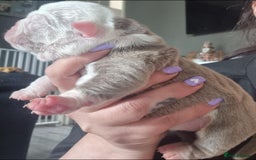 Olde English Bulldogge dogs for stud: NEBBR REGISTERED OLDE ENGLISH BULLDOGGE STUD in Worcester - Image 17