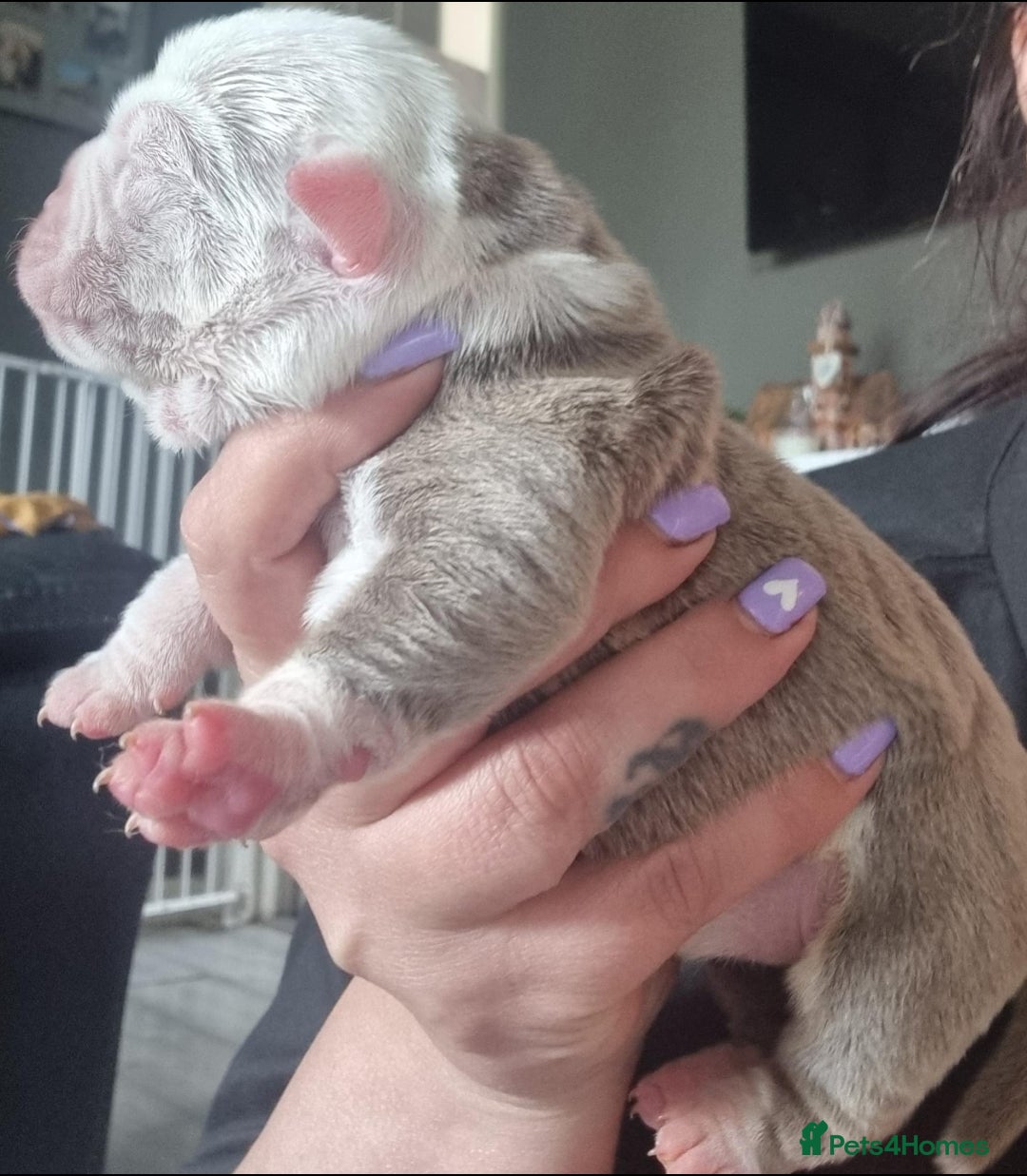 Olde English Bulldogge dogs for stud: NEBBR REGISTERED OLDE ENGLISH BULLDOGGE STUD in Worcester - Image 17