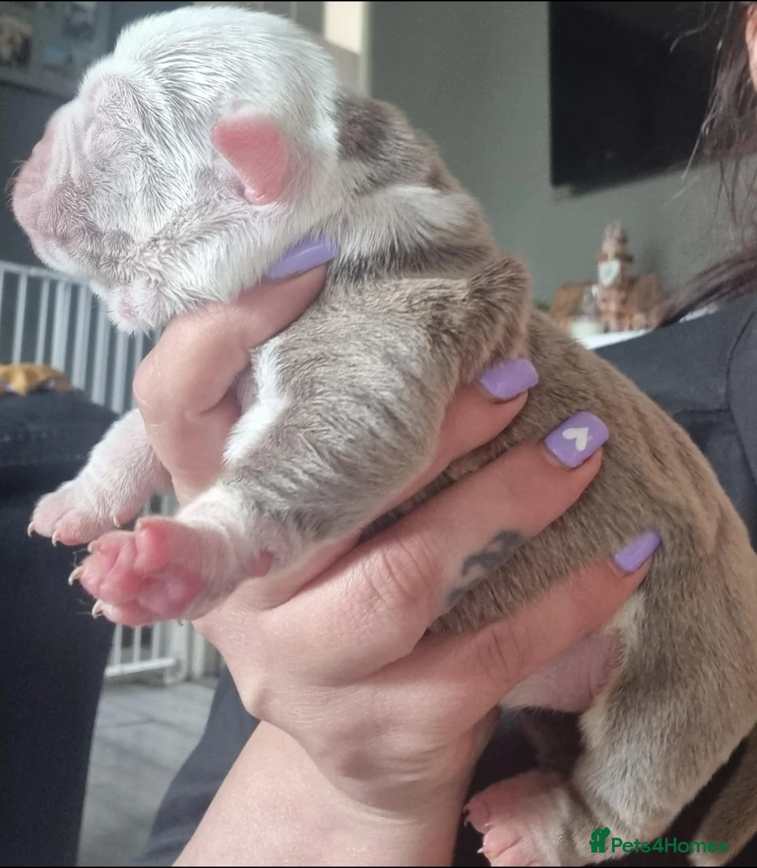 Olde English Bulldogge dogs for stud: NEBBR REGISTERED OLDE ENGLISH BULLDOGGE STUD in Worcester - Advert 17