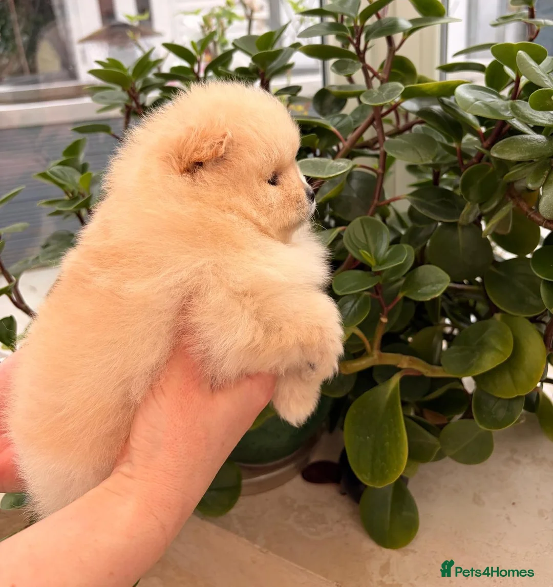 Pomeranian dogs for sale: Stunning cream Teddy purebreed Russian/Ukrainian🌟 - Advert 14