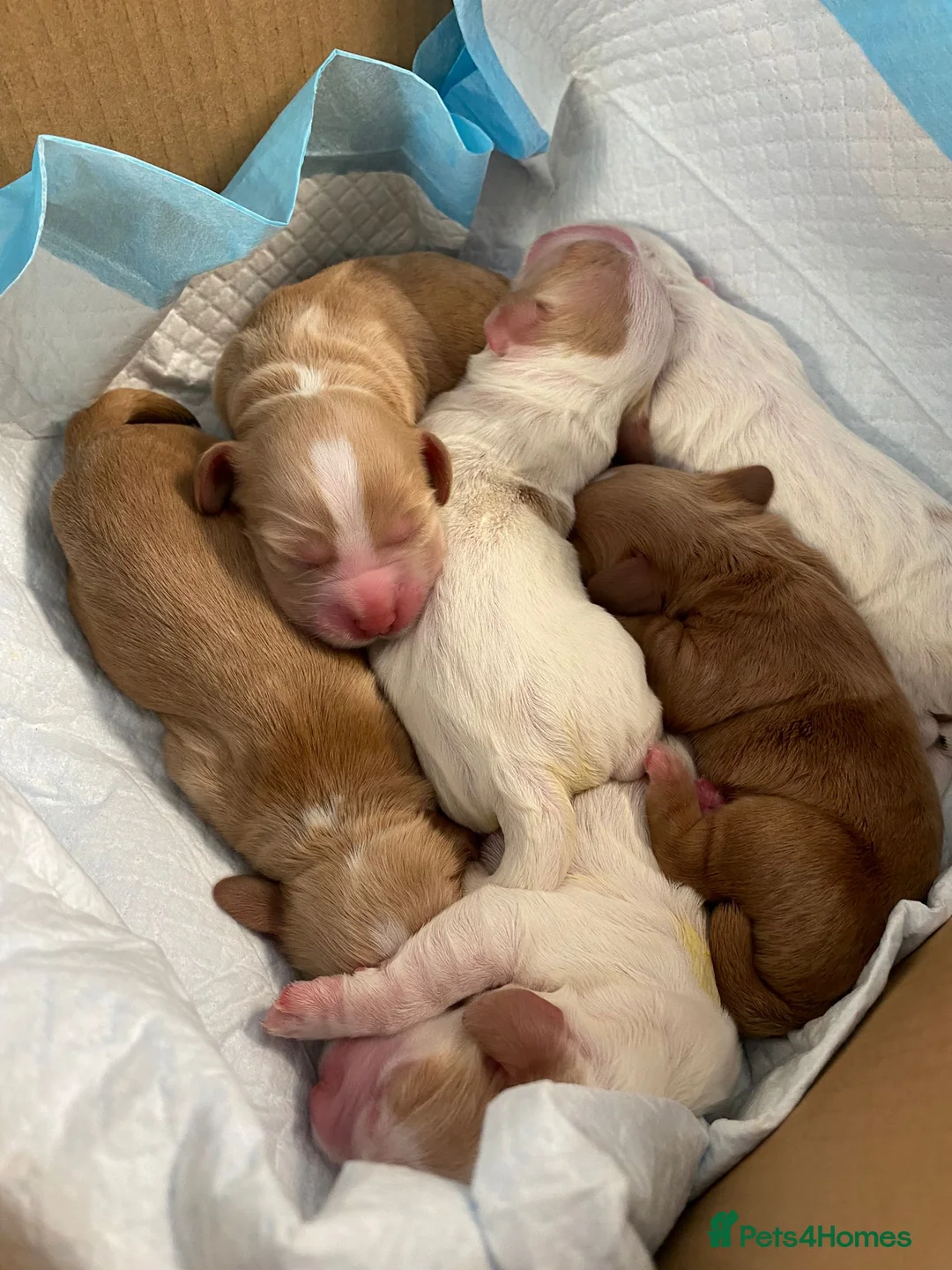 Cocker Spaniel dogs for stud: KC HEALTH TESTED PROVEN COCKER AT STUD in Shaftesbury - Advert 7