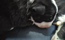 Bull Terrier dogs for sale: Stunning bull terrier pups - Image 9