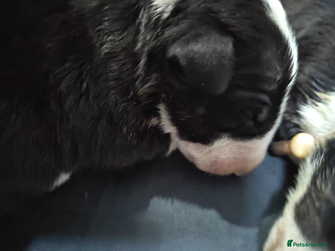 Bull Terrier dogs for sale: Stunning bull terrier pups - Image 9